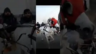 Queen pari vs king Allah Rakha 🔥 | Horse Tanga race 🐎