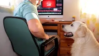 What does my Dog do when I work: Funny Dog Wants Attention