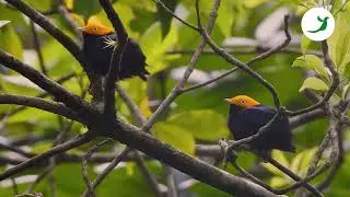Ave saltarina y amarilla - Saltar&iacute;n Cabecidorado #Ceratopipra Erythrocephala