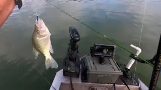 caught some slabs using livescope #fishing #crappie #outdoors