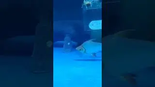 WEST AFRICAN MANATEE 😮 #shorts