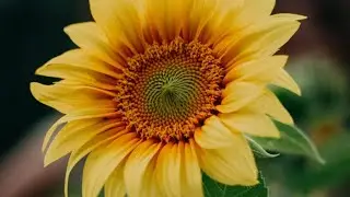 Sanjeev sah is live! welcome my friends 😊