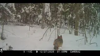 Trail Cam: Coyote | Old Town, Maine