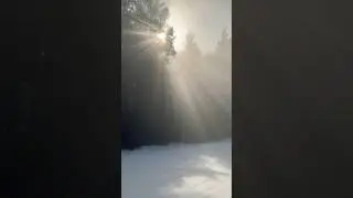 #sunlight #forest #snow #naturelovers #walking #hiking #reels #shorts #foryou #followme