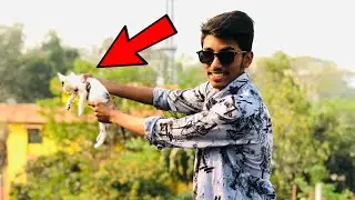 How To Cat Safe Landing..!! MR MOJA UNLIMITED.. #experiment #experiment2022 #experimentathome