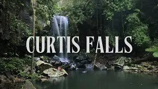 Gold Coast Hiking: Curtis Falls Rainforest Walk Tamborine Mountain