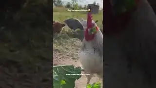 Free range chicken farming in Zimbabwe : Zimbabwean farmer : Kuroiler chickens Zimbabwe