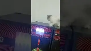 OMG 😳 Where is Kitten Walking  #kitten #cutekitty #catlover #catplaying #cat #shorts