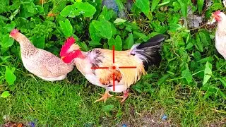 hunting the chicken/hunting chicken with gun/hunting chicken with slingshot/ #14