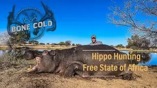 Bone Cold TV Giant Hippo hunting on land in The Free State of Africa! Hippopotamus hunting season 11