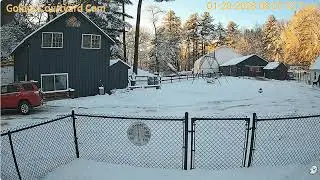 Goldy's Tea Tent806am Nick walks his dog to ICE n leaves dog there 1202026