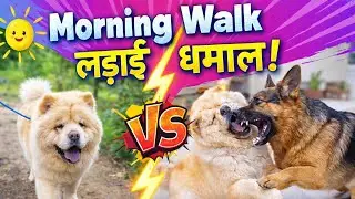 Chow chow 🦮German Shepherd 🐶morning, walk 🚶 and fight scene 🤯#dogvlog #dogvlogger #dogshorts #vlog 