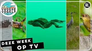 Trommelende struikspin, zwemmende edelherten en pad | Zelf Geschoten | Vroege Vogels