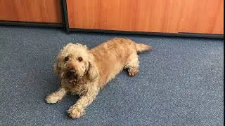 Katie the APA Office Assistant