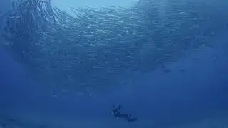 Schooling Barracuda MARATUA