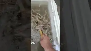 100s of LIVE sealice at Hard Life's Bait and Tackle 1902 S.P.I.D. 361-334-2171 video shorts