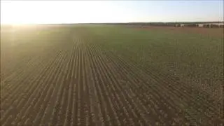Girasoles sembrados con el GPS Cerea.