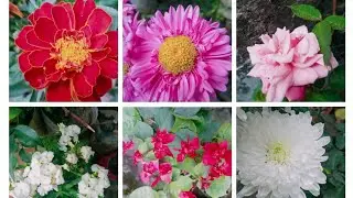 How To Design The Perfect Flower Garden