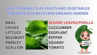 Health Benefits of PERILLA LEAVES Grown in our Backyard Organic Garden. #OrganicGardening, #Backyard