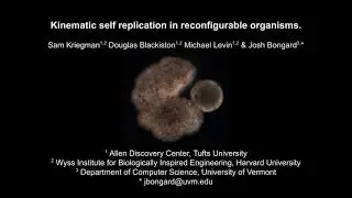 Kinematic self replication in xenobots.