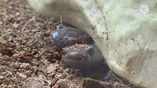 Blue spotted salamanders! (pets, read description!!)