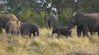 Elephant family bonding and eating