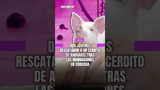 Two young men rescued a piglet from drowning after the floods in C&oacute;rdoba