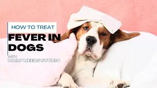 How to Treat Fever in Dogs: Vet's Top Tips