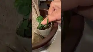 Monstera Shingle/ Novo Projeto!! 🤔🌱🪾😌😍 #plants #monstera #youtubeshortsviral