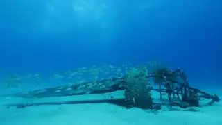 Electric Beach Dive