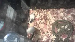 8 week old rats