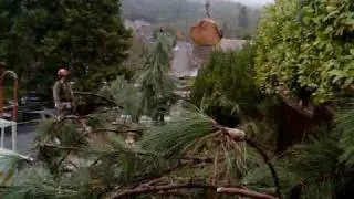 Tree Care Oregon - A to Z Tree Service in action...