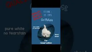 Maltese puppy @dogfinderphmalteseteacup 09171534559