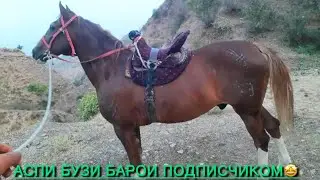1 сар СУПЕР аспи фуруши. Номер 90&nbsp;163&nbsp;3339‬ ватсап✅