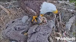 ~Southwest Florida Eagle - Tata M15 karmi swoje pociechy E19🐥🍀i  E20🐥🍀~ 27/01/2022