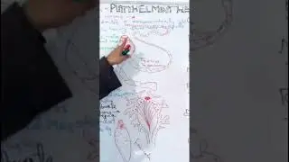 #shorts #Platyhelminthes simplified NEET11RH/12TH/CUET/B.SC