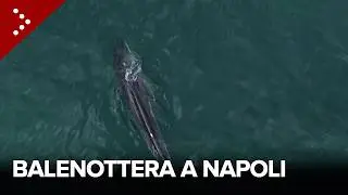 Balenottera avvistata nel porto di Napoli: Guardia Costiera in mare per monitorare la situazione