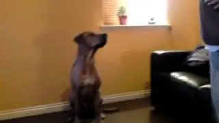 Rhodesian Ridgeback Barney ridgeback trick