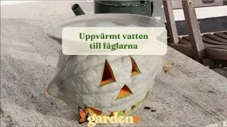 Halloweenpumpa och uppv&auml;rmt vattenbad i ett - Tr&auml;dg&aring;rdshacks med GardenR