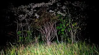 Wild Night Ambient Cricket Sounds, Insect Sounds at Night, [Sleeping, Relaxing, study]