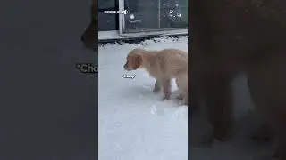Adorable Golden Retriever Puppy Plays With Snowflakes! 🤣❄️