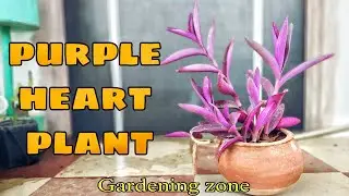 #purpleheart #plant #garden #gardening | How to grow purple heart plant | purple heart | gardening |