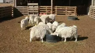 Dibe Yazhi  (Little Lamb)
