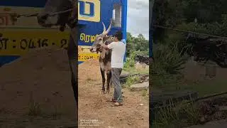 |TamilNadu PP hori habba in kannada|#horihabba #jallikattu