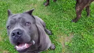 Meet Cane Corso stud Figaro