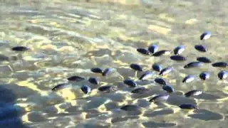 More Whirligig Beetles