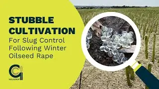 Stubble Cultivation for Slug Control Following Winter Oilseed Rape