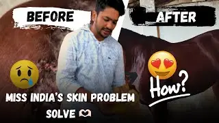 Horse 🐎 Skin problem solution 👍miss India ki skin main bhut badlav aaya hain ab 😍