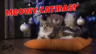 Holidays with Cats and Keeping Them Safe