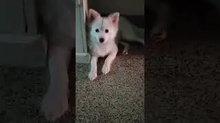 dil ❤️❤️🐕🐕#shorts #dil